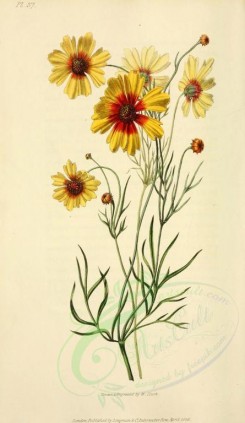 sunflower-00003 - 37-Dyeing Tick-seed Sunflower - coreopsis tinctoria [2001x3450]