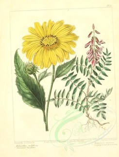 sunflower-00004 - Perennial Sun-flower, Creeping-rooted Hedysarum - helianthus multiflorus, hedysarum obscurum [2348x3089]