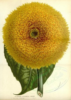 sunflower-00028 - helianthus californicus insignis [3552x4945]