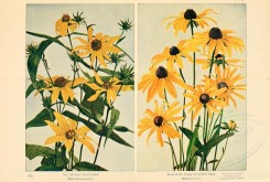 sunflower-00029 - Tall or Giant Sunflower - heltanthus giganteus, Black-Eyed Susan or Ox-Eye Daisy - rudbeckia hirta [3854x2591]