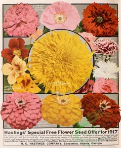sunflower-00049 - 076-Poppies, Nasturtium, Sunflower, Dianthus, Zinnias