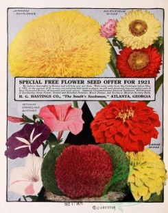 sunflower-00050 - 027-Sunflower, Petunia, Helichrysum, zinnia