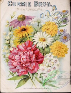 sunflower-00056 - 067-Flowers bouquet, paeony, phlox, helianthus, sunflower, pyrethrum, rudbeckia, achillea, aster, delphinium