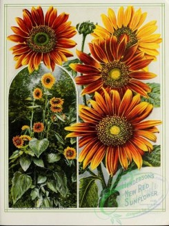sunflower-00064 - 092-Sunflower