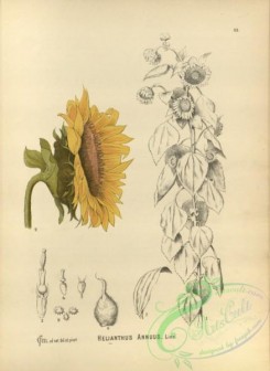 sunflower-00068 - helianthus annuus