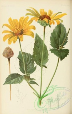 sunflower-00074 - False Sun-flower, heliopsis laevis