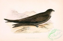 swallows_and_swifts-00002 - MOUSE-COLOURED SWIFT