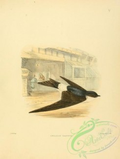 swallows_and_swifts-00043 - Asian House-Martin