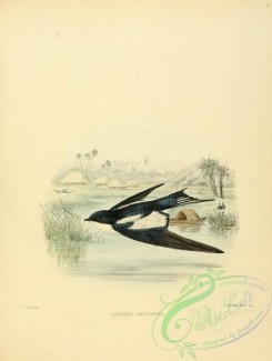 swallows_and_swifts-00094 - Pied-winged Swallow