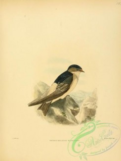 swallows_and_swifts-00114 - Tree Martin