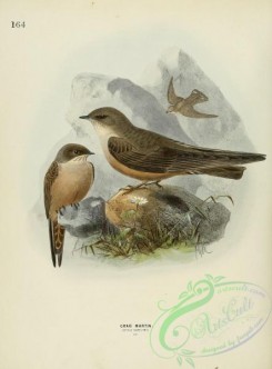 swallows_and_swifts-00127 - CRAG MARTIN