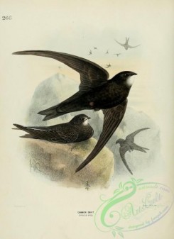 swallows_and_swifts-00132 - COMMON SWIFT