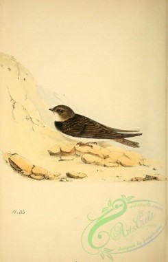 swallows_and_swifts-00156 - Sand Martin