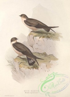 swallows_and_swifts-00200 - ROCK MARTIN