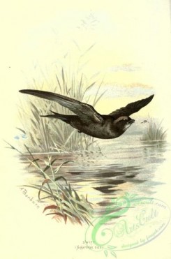 swallows_and_swifts-00257 - SWIFT