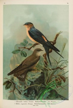 swallows_and_swifts-00269 - Rufous Swallow, hirundo rufula, biblis rupestris