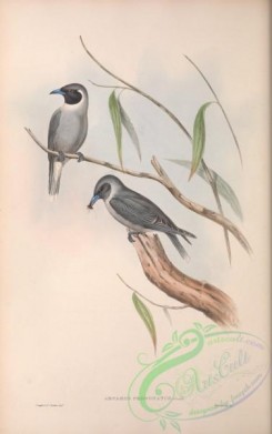 swallows_and_swifts-00299 - Masked Wood Swallow, artamus personatus