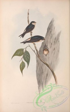 swallows_and_swifts-00301 - Tree Martin, collocalia arborea