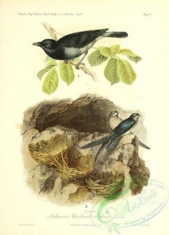 swallows_and_swifts-00318 - volvocivora schierbrandi, Cave Swiftlet, collocalia linchi