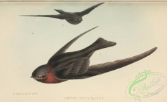 swallows_and_swifts-00352 - chaetura rutila