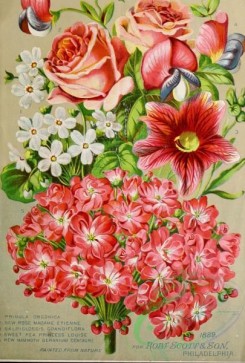 sweet_pea-00159 - 161823 - 011-Rose, bouquet, salpiglossis grandiflora, Sweet Pea, geranium