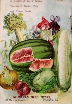 sweet_pea-00227 - 174751 - 087-Vegetables, fruits, Sweet Pea, Corn, Cabbage, Onion, Beet, Celery