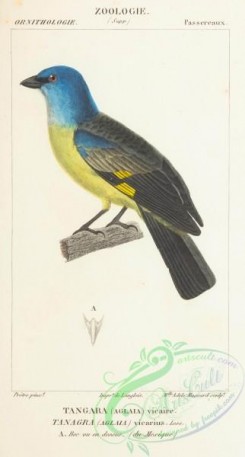 tanagers-00058 - Yellow-winged Tanager