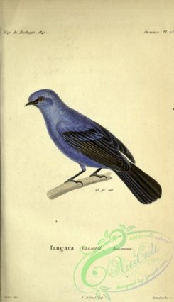 tanagers-00112 - Blue-and-black Tanager