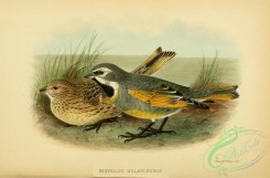 tanagers-00144 - Canary-winged Finch, phrygilus melanoderus