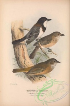tanagers-00203 - 027-White-bellied Thickhead, alisterornis lanioides, Olive Thickhead, timixos olivaceus