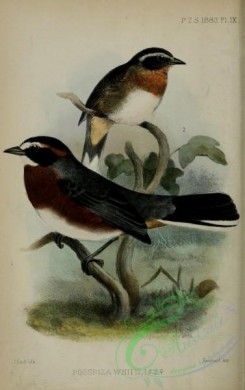 tanagers-00259 - Black-and-chestnut Warbling-Finch, poospiza whitii