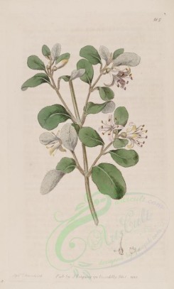 tea-00028 - 515-corraea alba, White Correa or Botany-Bay Tea-tree [2739x4548]