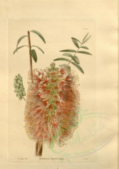tea-00029 - melaleuca hypericifolia [2102x2973]
