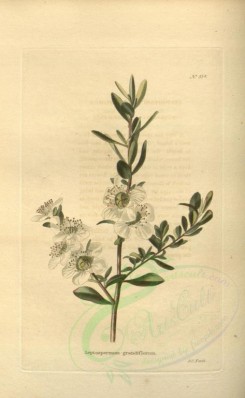 tea-00031 - leptospermum grandiflorum [1953x3168]
