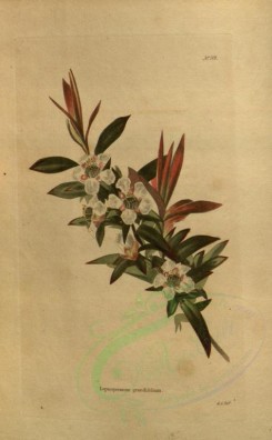 tea-00032 - leptospermum grandifolium [1896x3064]