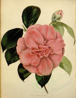 tea-00042 - camellia japonica rosa-sinensis [2343x3007]