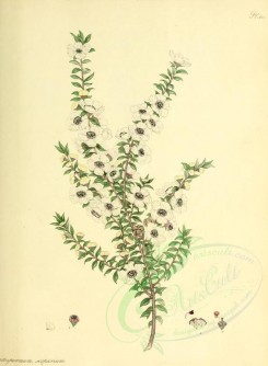 tea-00049 - leptospermum scoparium [2617x3569]
