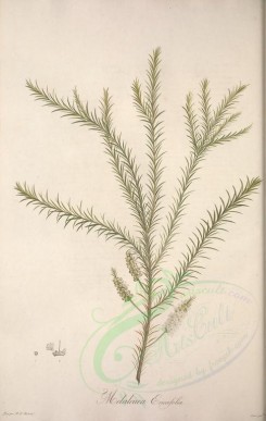 tea-00055 - melaleuca ericaefolia [3837x6059]