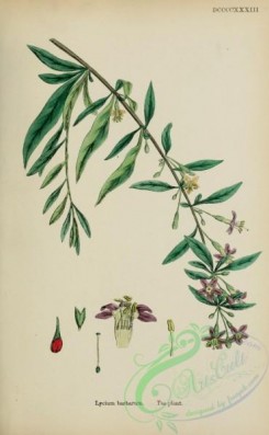 tea-00063 - Tea-plant, lycium barbarum