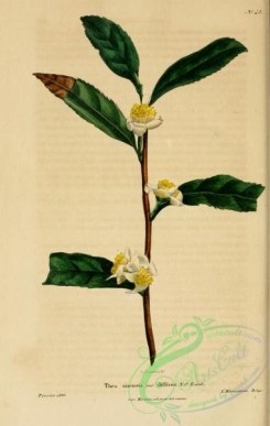 tea-00067 - thea sinensis diffusa