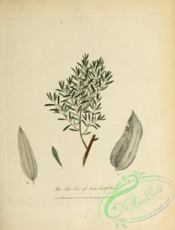 tea-00075 - Tea-Tree of New South Wales