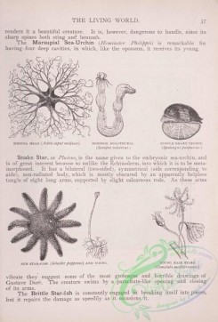 the_living_world-00014 - 027-Medusa, Burdock Holothuria, Sun Star-Fish