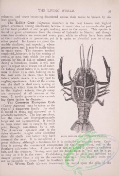the_living_world-00032 - 044-Blind Deep-Sea Crab, willemaesia crucifera