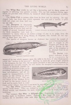 the_living_world-00058 - 076-Common Sturgeon or Sterlet, acipenser sturio, Gar Pike, lepidosteus osseus, Sea Boy, julis vulgaris