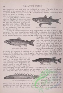 the_living_world-00067 - 085-European Salmon, mugil cephalus, Brook-Trout, salino fario, Pike, esox lucius, Nine-finned Pike, polypterus bichir