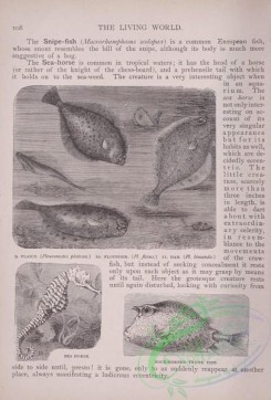 the_living_world-00081 - 099-Plaice, pleuronectes platessa, Flounder, pleuronectes flesus, Dab, pleuronectes limanda, Sea Horse, Four-horned Trunk Fish