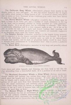 the_living_world-00089 - 106-Bowhead Greenland Whale, balaena mysticetus