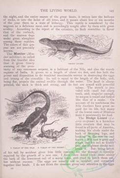 the_living_world-00118 - 137-Hedge Lizard, Varan of the Nile, Varan of the Desert