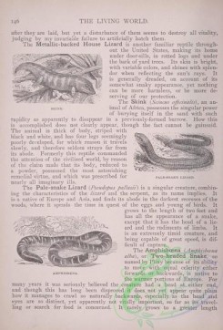 the_living_world-00119 - 138-Skink, Pale-Snake Lizard, Amphisboena