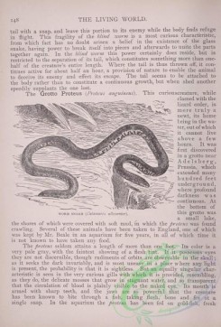 the_living_world-00121 - 140-Worm Snake, catamaria albiventer